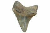 Serrated, Chubutensis Tooth - Megalodon Ancestor #249355-1